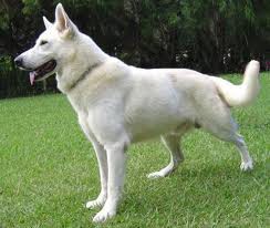 Pastor Branco Suíço